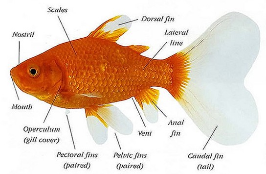 Goldfish Anatomy