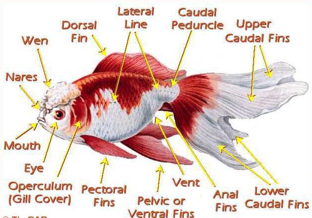 Goldfish Anatomy