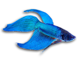 Siamese Fighting Fish
