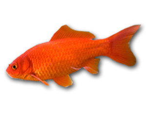 Goldfish