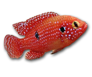 Jewel Cichlid