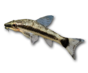 Otocinclus
