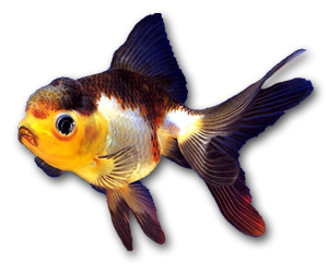 Panda Oranda