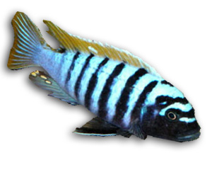 Cichlid